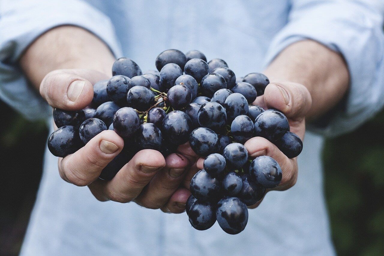 Tipos de uvas para los mejores vinos